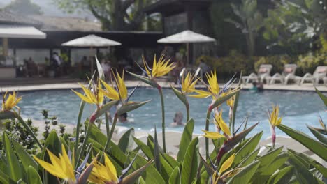 Generic-establishing-shot-of-an-upscale-hotel-with-pool-and-bird-of-paradise-in-foreground