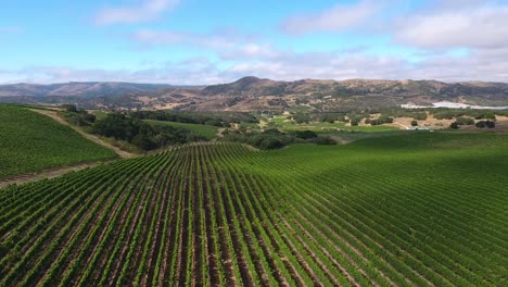 Beautiful-aerial-of-hilly-vineyards-in-the-grape-growing-region-of-Californias-santa-rita-appellation-7