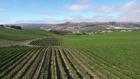 Beautiful-aerial-of-hilly-vineyards-in-the-grape-growing-region-of-Californias-santa-rita-appellation-9