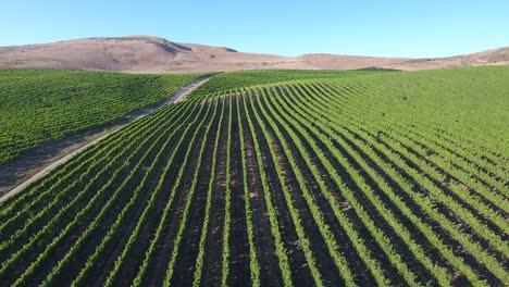 Schöne-Luftaufnahme-Von-Hügeligen-Weinbergen-In-Der-Weinbauregion-Kalifornien-Santa-Rita-Appellation-14