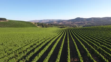 Beautiful-aerial-of-hilly-vineyards-in-the-grape-growing-region-of-Californias-santa-rita-appellation-15