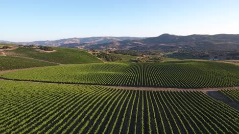 Beautiful-aerial-of-hilly-vineyards-in-the-grape-growing-region-of-Californias-santa-rita-appellation-17