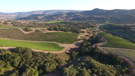 Beautiful-aerial-of-hilly-vineyards-in-the-grape-growing-region-of-Californias-santa-rita-appellation-19