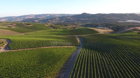 Beautiful-aerial-of-hilly-vineyards-in-the-grape-growing-region-of-Californias-santa-rita-appellation-28