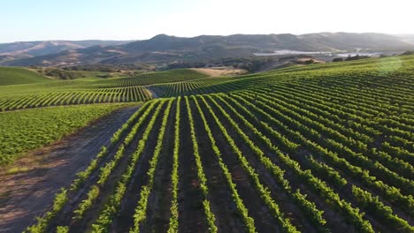 Beautiful-aerial-of-hilly-vineyards-in-the-grape-growing-region-of-Californias-santa-rita-appellation-29