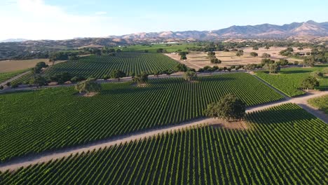 Beautiful-aerial-of-vineyards-in-Californias-santa-ynez-valley-appellation-in-wine-country
