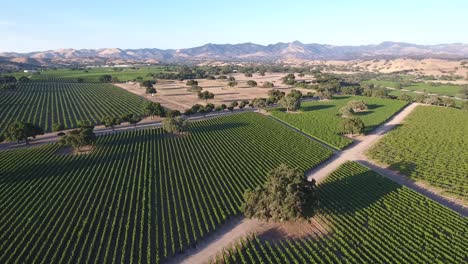 Beautiful-aerial-of-vineyards-in-Californias-santa-ynez-valley-appellation-in-wine-country-1
