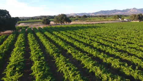 Beautiful-aerial-of-vineyards-in-Californias-santa-ynez-valley-appellation-in-wine-country-2
