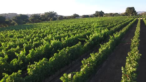 Beautiful-aerial-of-vineyards-in-Californias-santa-ynez-valley-appellation-in-wine-country-3