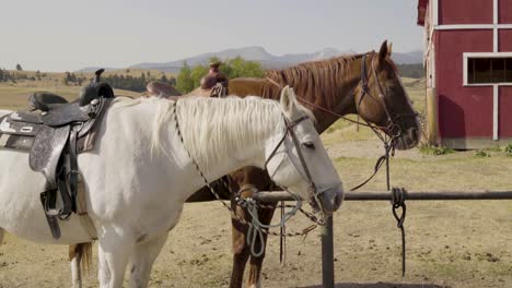 Zwei-Gesattelte-Pferde-Stehen-Reitbereit-Vor-Einer-Roten-Scheune-In-Montana