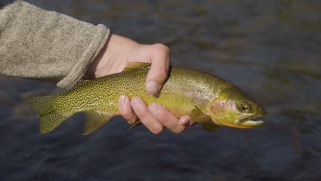 Una-Trucha-Degollada-A-Punto-De-Ser-Liberada-En-La-Suave-Mano-De-Un-Pescador-Con-Mosca