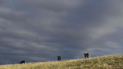 Eine-Schöne-Frühmorgendliche-Aufnahme-Von-Rindern-Auf-Einer-Weit-Offenen-Montana-weide