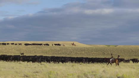 Cowboys-on-horseback-during-an-early-morning-roundup-of-a-herd-of-cattle-in-Montana-3