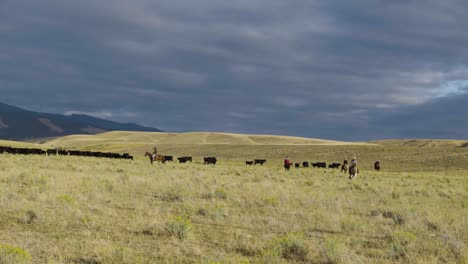 Cowboys-Zu-Pferd-Während-Einer-Morgendlichen-Razzia-Einer-Rinderherde-In-Montana-5