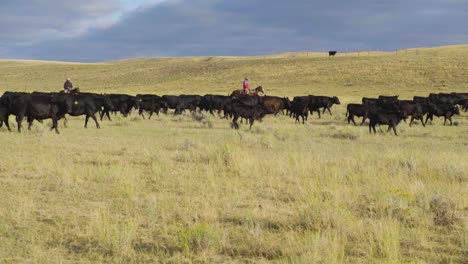 Cowboys-Zu-Pferd-Während-Einer-Morgendlichen-Razzia-Einer-Rinderherde-In-Montana-7