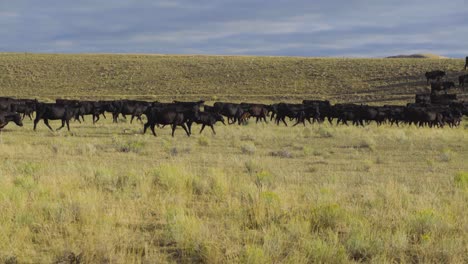 Eine-Schöne-Frühmorgendliche-Aufnahme-Einer-Rinderherde,-Die-Auf-Einer-Offenen-Montana-weide-Unterwegs-Ist