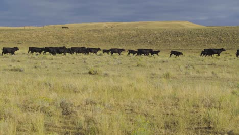 A-beautiful-early-morning-shot-of-a-herd-of-cattle-on-the-move-in-an-open-Montana-pasture-1