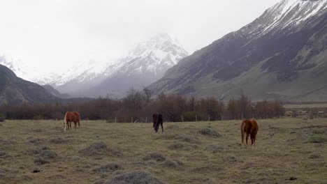 Horses-graze-under-cloudy-skie-in-a-meadow-on-the-outskirts-of-Fitz-Roy-National-Park-Argentina