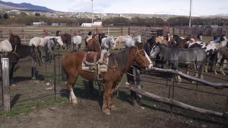 Los-Caballos,-Una-Parte-Vital-De-La-Cultura-Gaucha-Argentina-Reunidos-En-Un-Coral-Improvisado-En-El-Calafate-Argentina