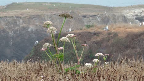 Wild-grass-blowing-in-the-wind-that-comes-off-the-Pacific-Ocean-and-sweeps-over-the-Mendicino-Headlands-California-1