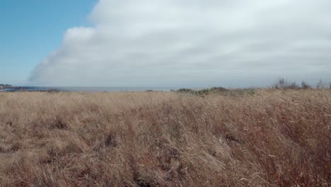 Dolly-shot-of-wild-windswept-native-grasses-and-dramatic-clouds-over-the-Mendicino-Headlands-California