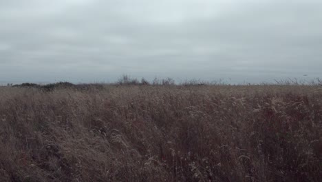 Dolly-shot-of-wild-windswept-native-grasses-and-dramatic-clouds-and-sunshine-on-the-Mendicino-Headlands-California