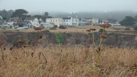 Telephoto-shot-wild-native-grasses-blowing-in-the-wind-and-the-historic-wooden-buildings-Mendicino-in-the-background