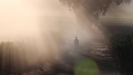 Beautiful-backlit-clip-of-a-man-wearing-a-cowboy-hat-walking-in-a-the-sunlit-fog-in-a-Pope-Valley-vineyard-California