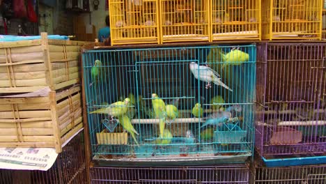 Los-Pájaros-En-Jaulas-De-Madera-Se-Ofrecen-A-La-Venta-En-Un-Mercado-De-Mascotas-De-Hong-Kong,-China