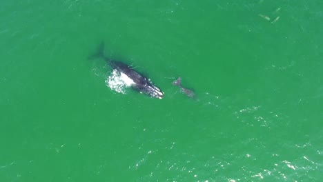 Aerial-Over-A-North-Atlantic-Right-Whale-Mother-And-Calf-Swimming-With-Bottlenose-Dolphins