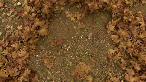 Aerial-over-fallen-leaves-on-the-forest-floor