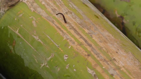 A-leech-crawls-across-a-bamboo-pole-in-Southern-India