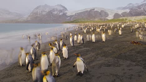 Remarkable-blurring-timelapse-wildlife-shot-of-king-penguins-by-the-thousands-on-South-Georgia-Island-Antarctica