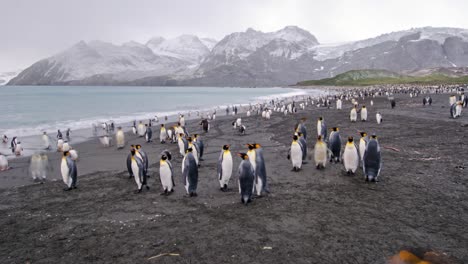 Bemerkenswerte-Zeitraffer-Tieraufnahmen-Von-Königspinguinen-Zu-Tausenden-Auf-Der-Südgeorgien-Insel-Antarktis