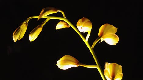 Hermoso-Lapso-De-Tiempo-De-Una-Flor-De-Orquídea-En-Flor