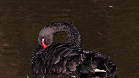 An-Australian-black-swan-preens-at-a-lake-or-pond