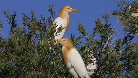 A-pair-of-cattle-egret-birds-sit-on-a-tree-branch-in-Australia