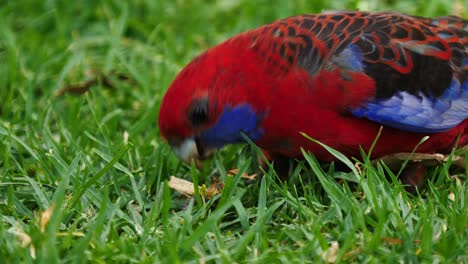 Ein-Purpurroter-Rosella-Papagei-Sucht-Nach-Nahrung-Auf-Dem-Boden-In-Australien-Ground