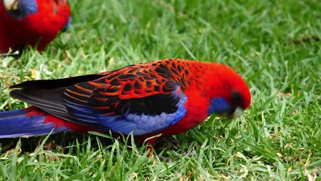 A-crimson-rosella-parrot-forages-for-food-on-the-ground-in-Australia-1