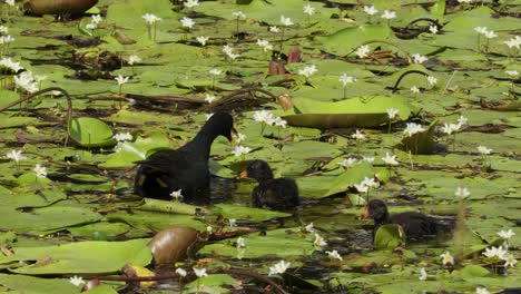 Two-dusky-moorhens-swim-and-feed-in-a-swamp-in-Australia