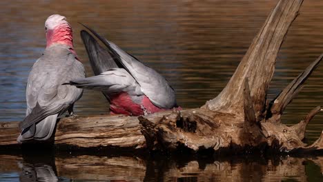 Two-galah-parrot-birds-drink-from-a-pond-in-Australia