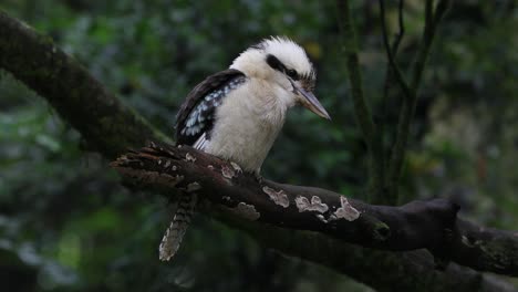 Extreme-close-up-of-a-Laughing-Kookaburra-in-a-tree-in-Australia-2