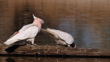 Two-Major-Mitchell-cockatoos-sit-on-a-branch-and-drink-from-a-pond