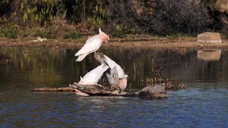 Two-Major-Mitchell-cockatoos-sit-on-a-branch-and-drink-from-a-pond-1