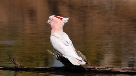 A-Major-Mitchell-cockatoo-sits-on-a-branch-and-drinks-from-a-pond-1