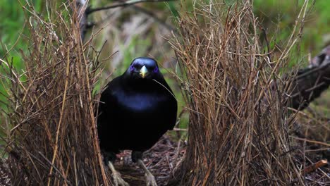 Satin-Bowerbird-Ordnet-Stöcke-Im-Nest-In-Australien-An