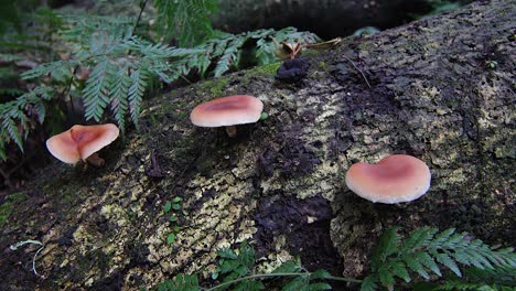 Three-umbrella-pink-mushrooms-grow-in-a-rainforest-in-Australia