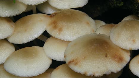 Weiße-Regenschirmrosa-Pilze-Wachsen-In-Einem-Regenwald-In-Australien-1