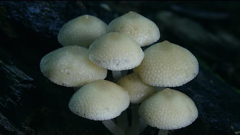 Weiße-Regenschirmrosa-Pilze-Wachsen-In-Einem-Regenwald-In-Australien-3