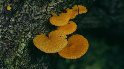 Orange-minute-mushrooms-fungi-grow-on-a-tree-trunk-in-Australia